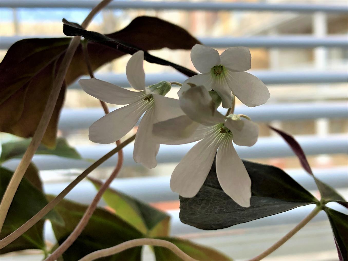 Valkoinen kukka ikkunalaudalla.